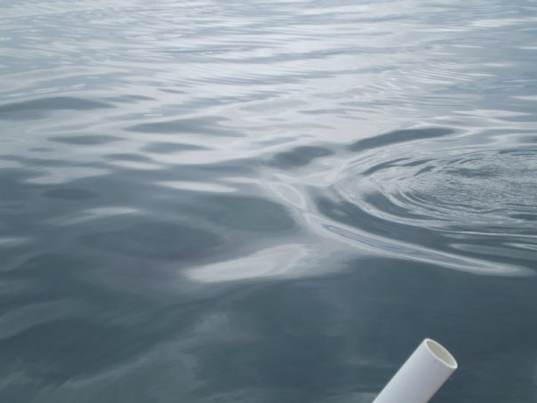 2663 65771851486 657021486 2068892 7380409 n 001